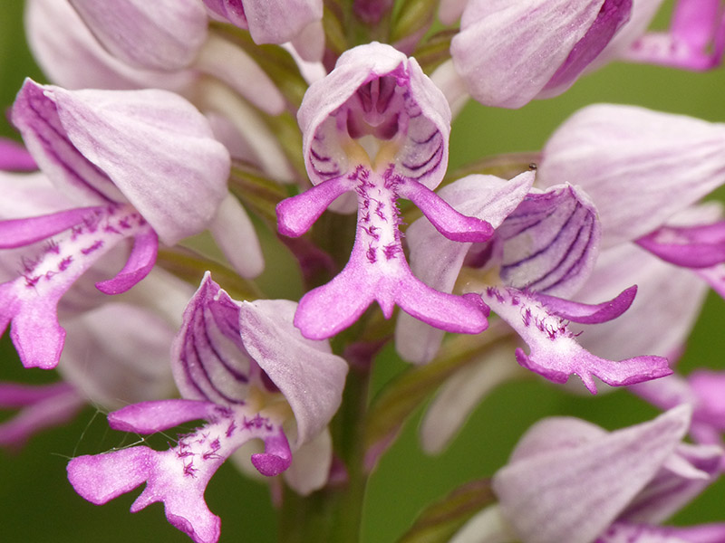 Orchis militaris